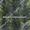 Hedge Link Closeup